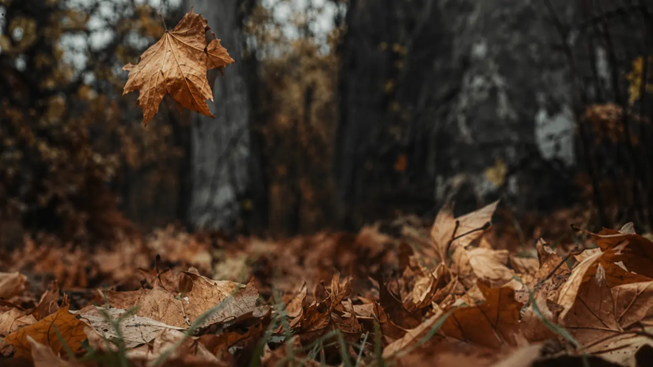 Fotograma de Noe — Temporada de otoño — Producción independiente